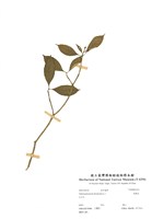 藏品(馬蹄花)的圖片